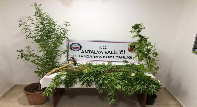 Antalya’da ormanlık alana kenevir ektiği iddia edilen şüpheli yakalandı