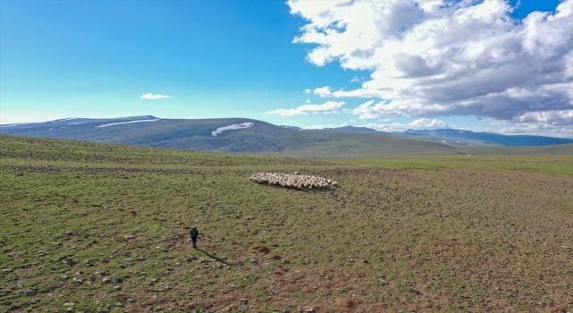 Erzurum’un karlı yaylaları göçer aileleri ağırlıyor