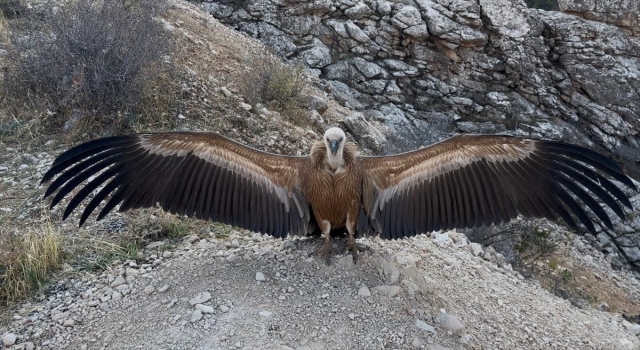 Şırnak’ta yaralı bulunan akbaba tedavi edildi 